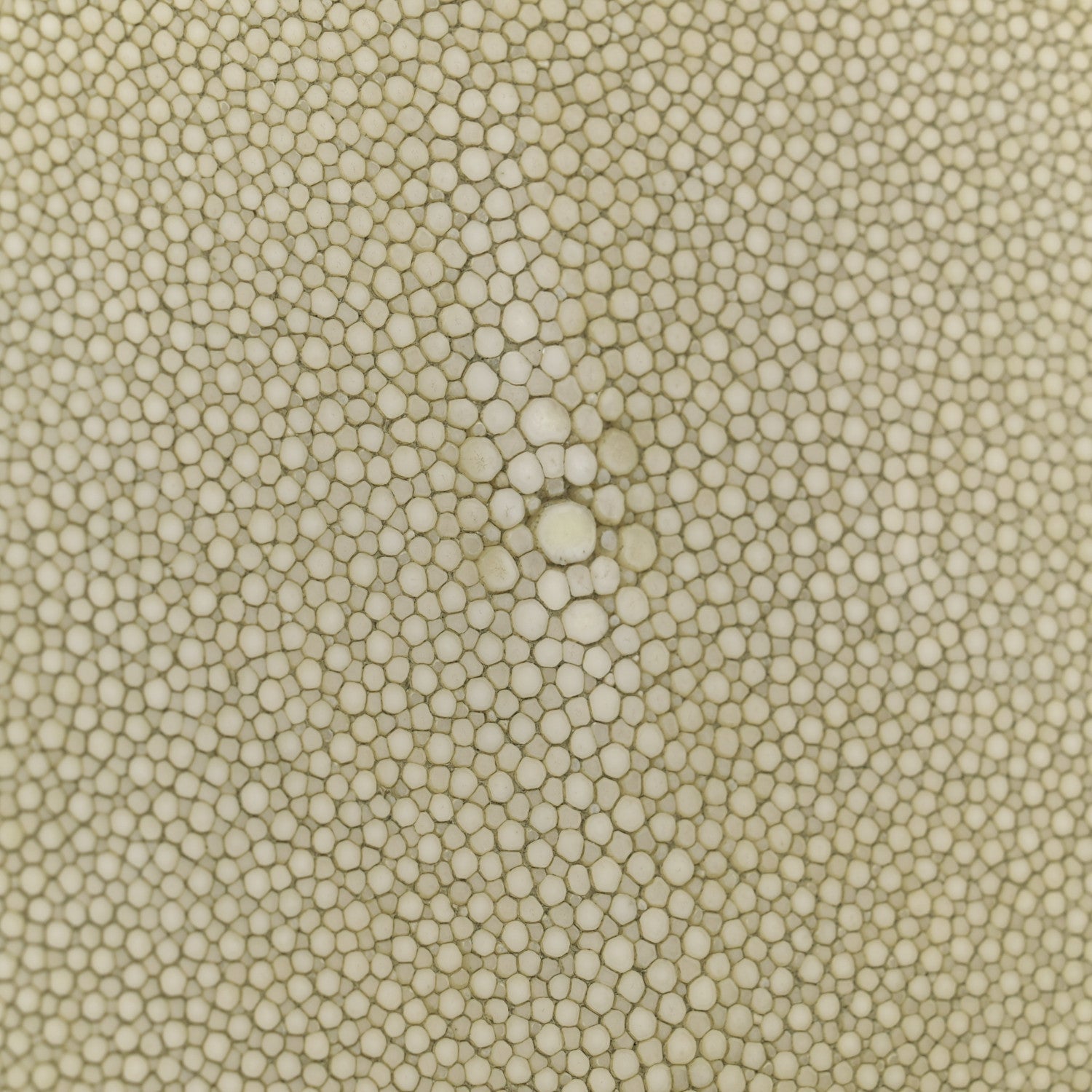 Stingray Shiny Nappa Petite Peekaboo I SEE U Satchel Green